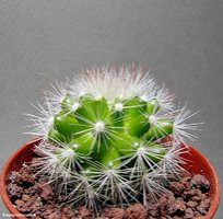 Mammillaria candida SB 280