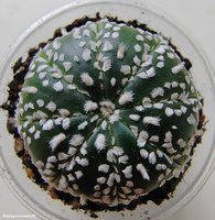 Astrophytum asterias cv. 'Super Kabuto' 7