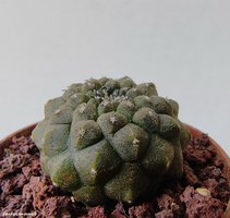 Copiapoa hypogaea cv. Lizard Skin 