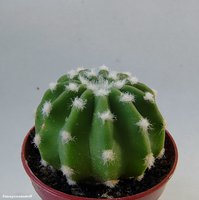 Echinopsis subdenudata