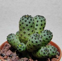 Sulcorebutia rauschii WR 289 “green” 3