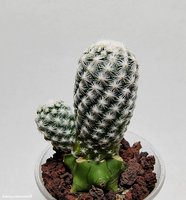 Mammillaria herrerae 2  