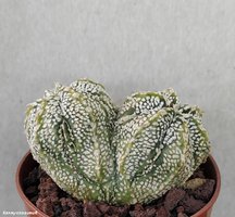 Astrophytum сv 'Fukuriyo' двухголовая