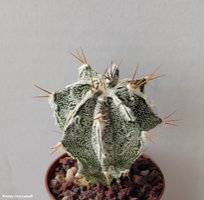 Astrophytum  hybrid 21 (myriostigma cv.'Fukuriyo')