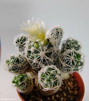 Mammillaria gracilis