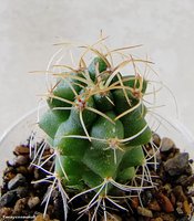 Matucana paucicostata