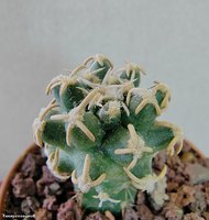 Navajoa peeblesiana f. maia 1