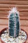 Cereus