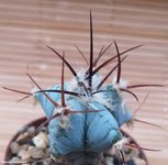 Echinocactus 