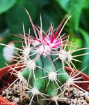 Ferocactus 