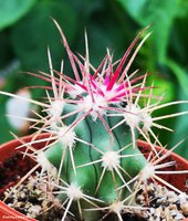 Ferocactus coloratus RUS 133