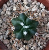 Ferocactus fordii SB 1244 