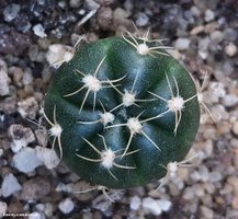 Gymnocalycium denudatum 'Jan Suba'  