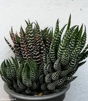 Haworthia reinwardtii f. Zebrina.