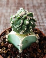 Astrophytum myriostigma 'YOROI'  1                             