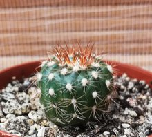 Notocactus crassigibbus FR 1394         