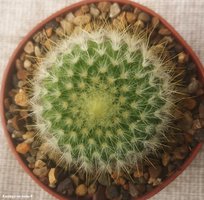 Parodia chrysacanthion SE 140              