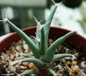 Leuchtenbergia