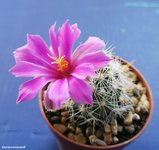 Mammillaria