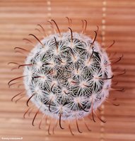 Mammillaria stella-de-tacubaya P 307               