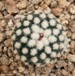 Pediocactus