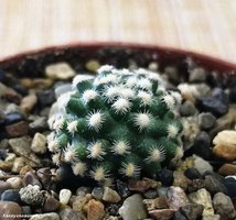 Pediocactus  knowltonii 2