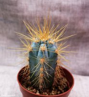 Pilosocereus azureus  