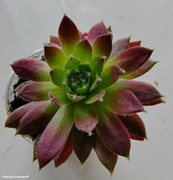 Sempervivum 'Rubrum'