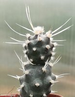 Tephrocactus  articulatus var. papyracanthus