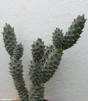 Tephrocactus  articulatus var. Strobiliformis 