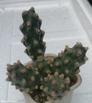 Tephrocactus