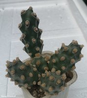 Tephrocactus molinensis    