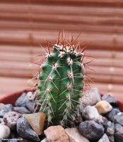 Trichocereus pachanoi  