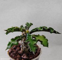 Euphorbia decaryi