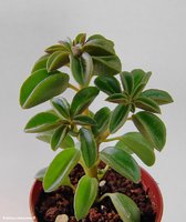 Peperomia wolfgang-krahnii      