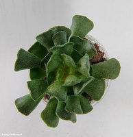 Adromischus cristatus v.Clavifolius