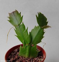 Schlumbergera Sol Brazil 