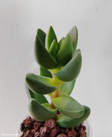 Crassula Ben                              