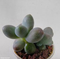 Pachyphytum oviferum