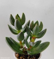 Crassula Ben (Двойная)