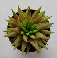 Haworthia angustifolia v. liliputana