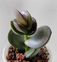 Adromischus Subdistichus         