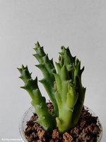 Stapelia divaricata