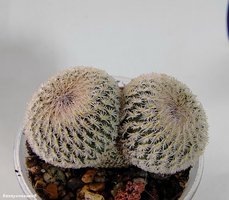 Epithelantha micromeris (Двухголовая)