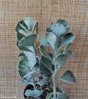 Kalanchoe rhombopilosa argentea      