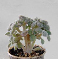 Echeveria pulvinata Frosty  Cristata 2