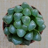 Haworthia obtusa pilifera truncata