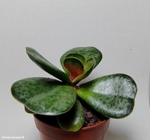 Adromischus maculatus 