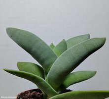 Crassula falcata 1