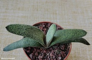 Gasteria baylissiana